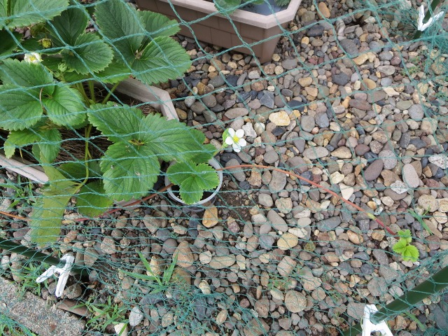 ファイル 84-8.jpg