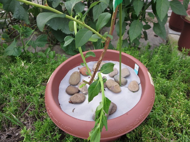 ファイル 88-1.jpg