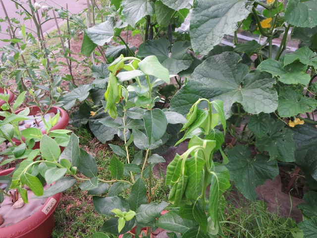 ファイル 88-2.jpg