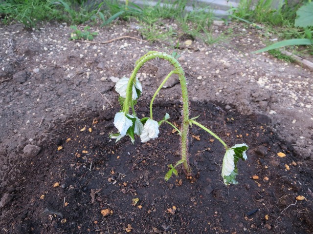 ファイル 92-9.jpg