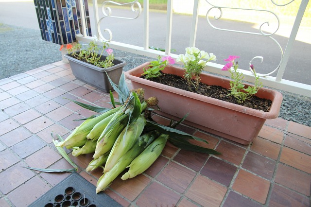 ファイル 95-1.jpg