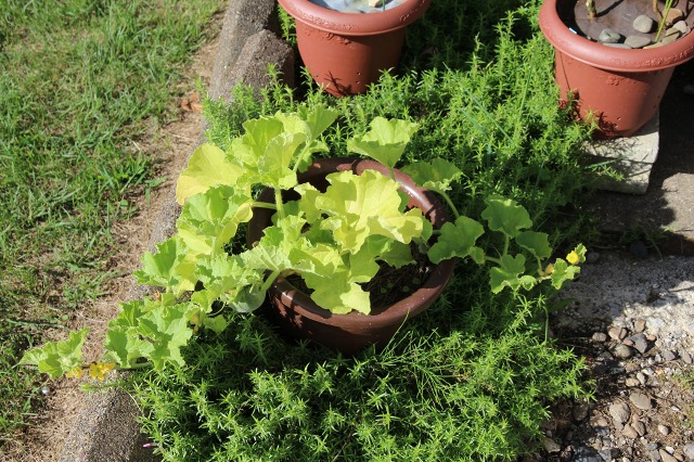 ファイル 95-3.jpg