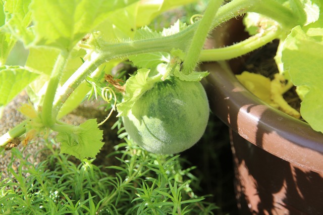 ファイル 95-4.jpg