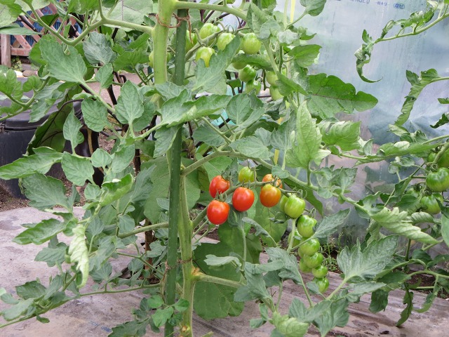 ファイル 95-5.jpg