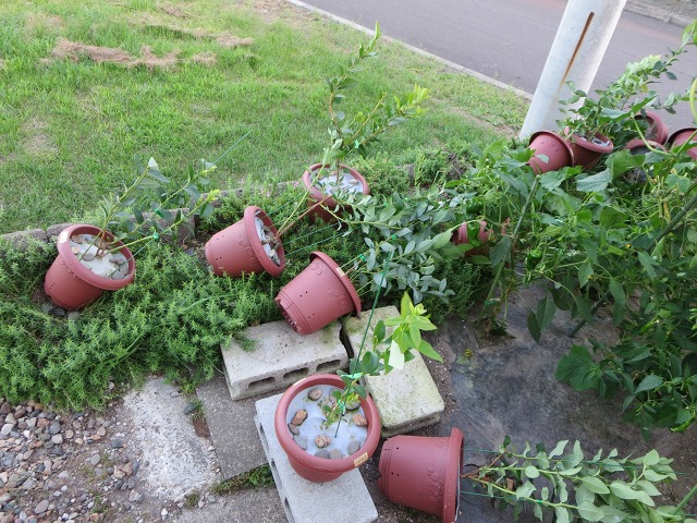 ファイル 97-1.jpg