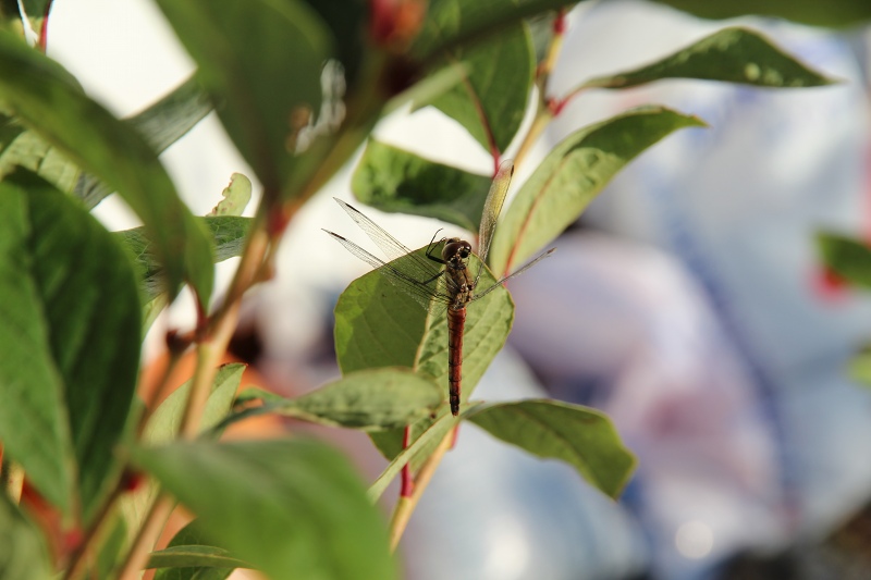 ファイル 105-3.jpg