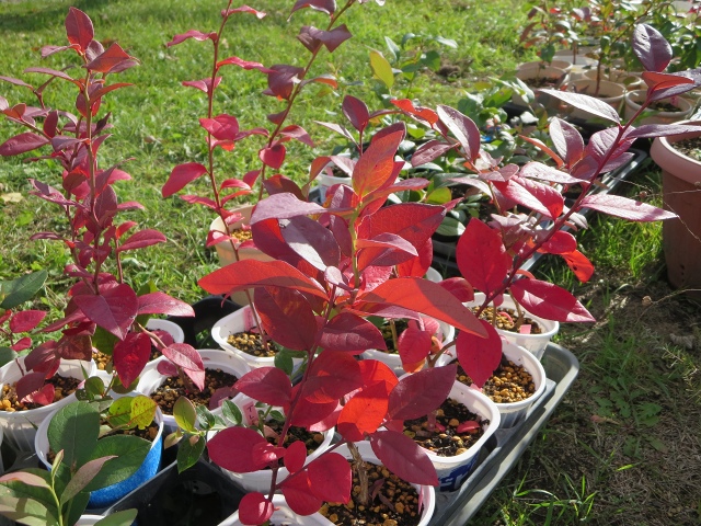 ファイル 111-7.jpg