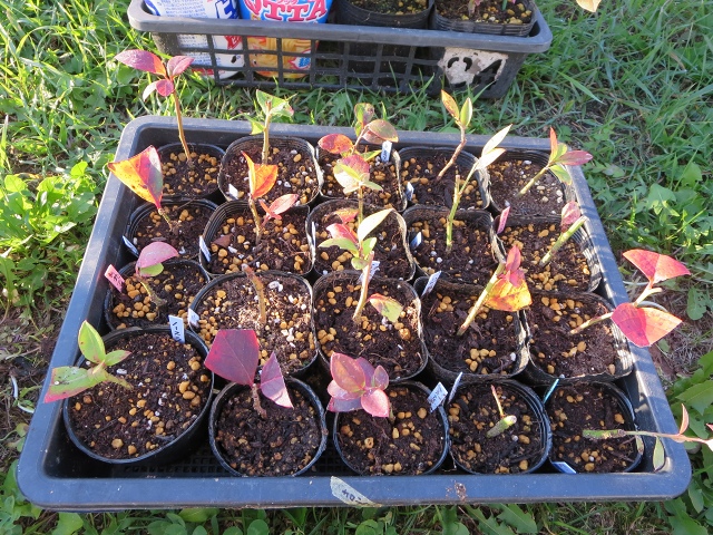 ファイル 111-8.jpg