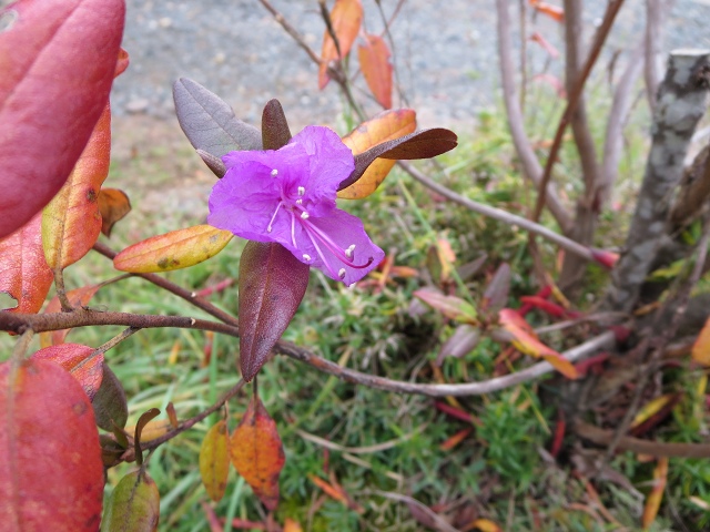 ファイル 114-5.jpg