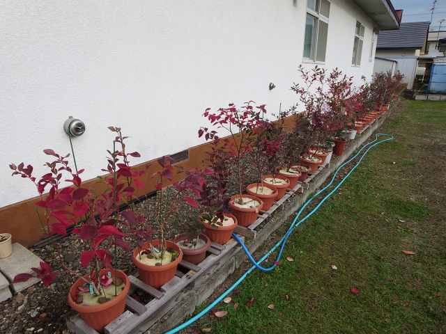 ファイル 114-6.jpg