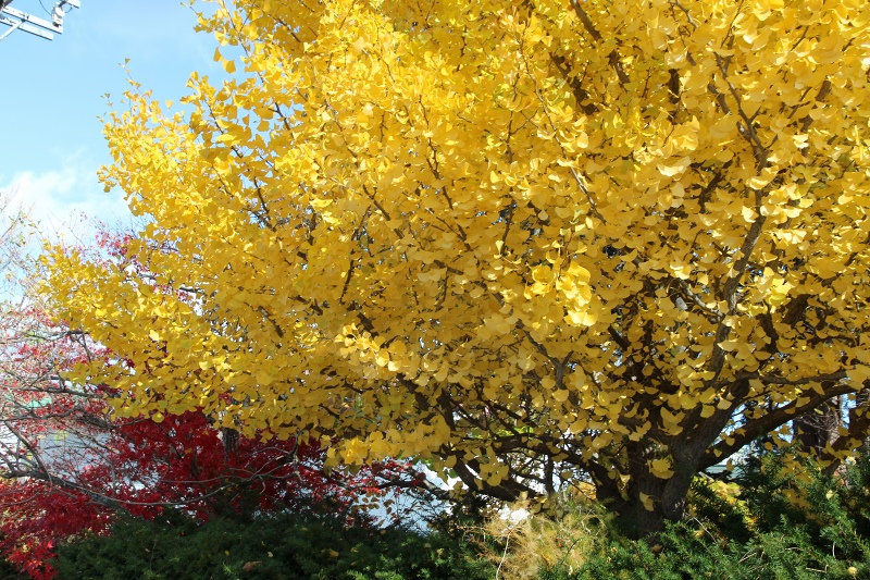 ファイル 115-1.jpg