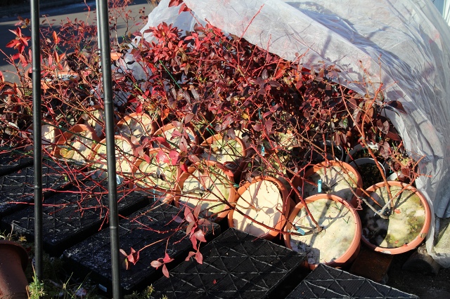 ファイル 120-6.jpg