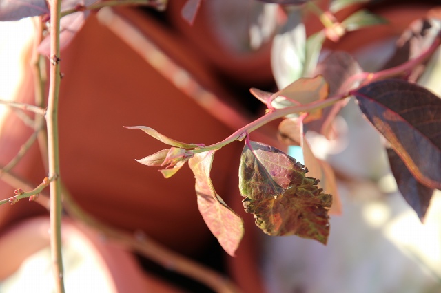 ファイル 120-8.jpg