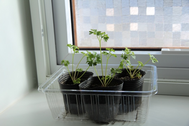 ファイル 122-4.jpg