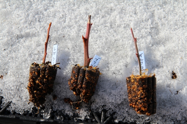 ファイル 122-5.jpg