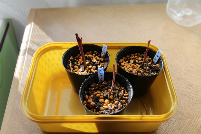 ファイル 122-6.jpg