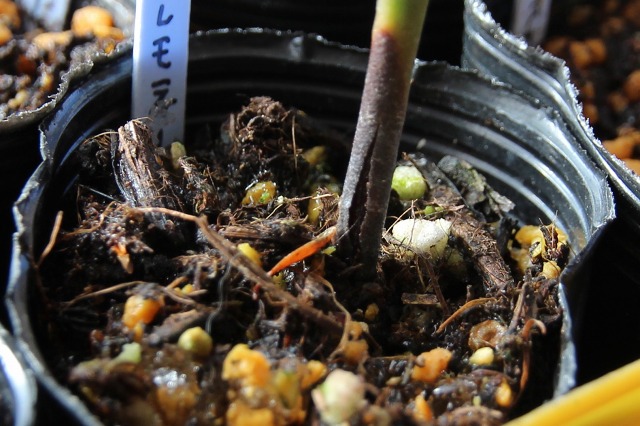 ファイル 123-2.jpg