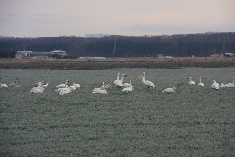 ファイル 124-1.jpg