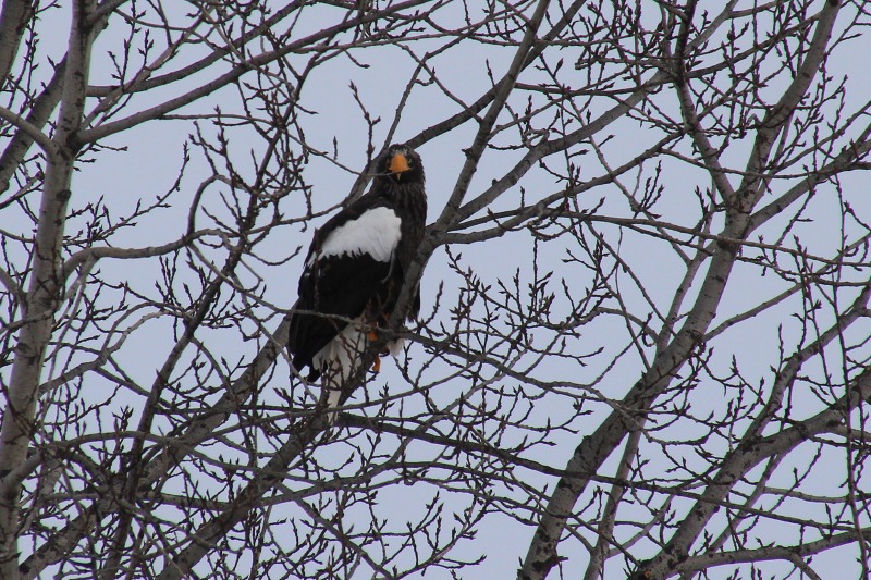 ファイル 125-1.jpg