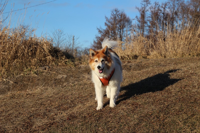 ファイル 126-1.jpg