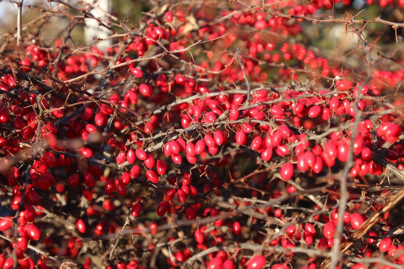 ファイル 126-3.jpg