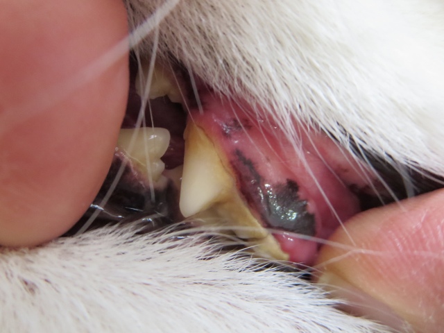 ファイル 18-5.jpg