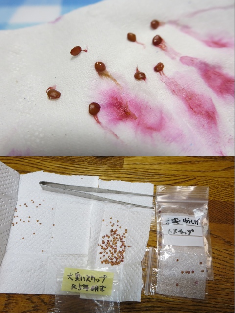 ファイル 19-9.jpg