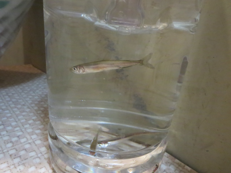 ファイル 20-2.jpg