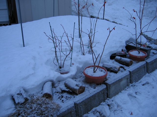 ファイル 25-1.jpg