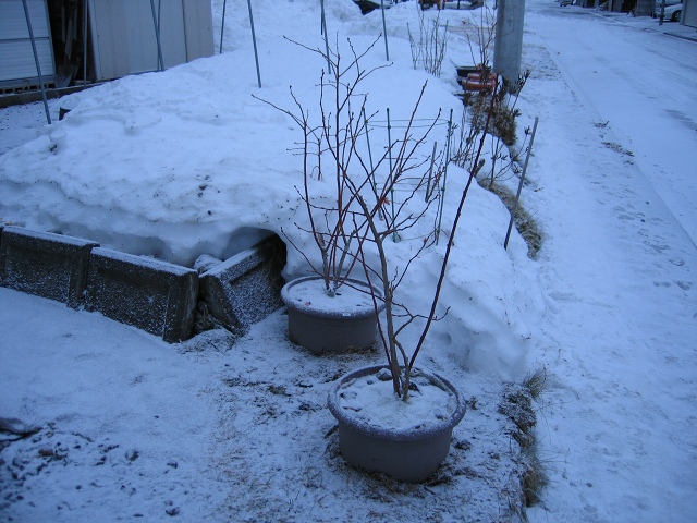 ファイル 25-2.jpg