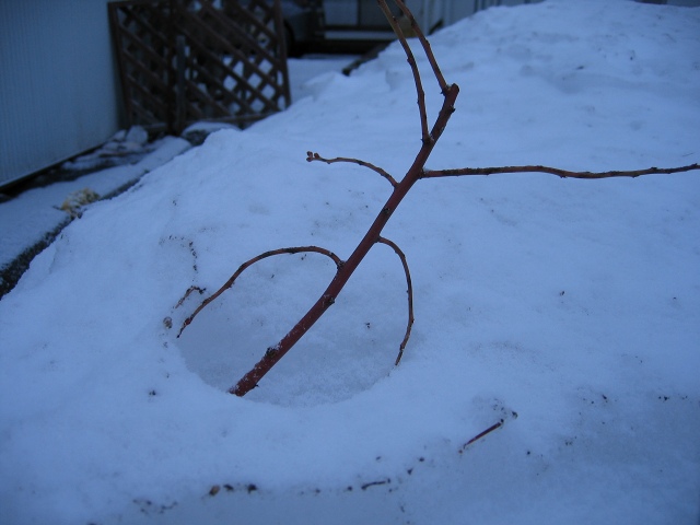 ファイル 25-3.jpg