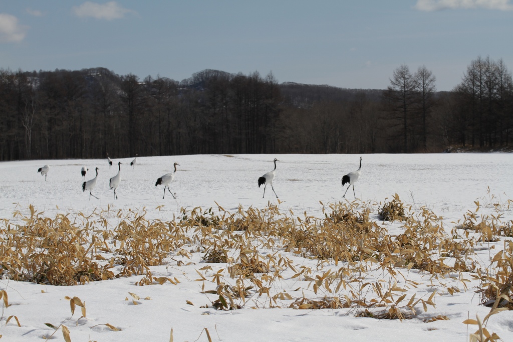 ファイル 26-8.jpg