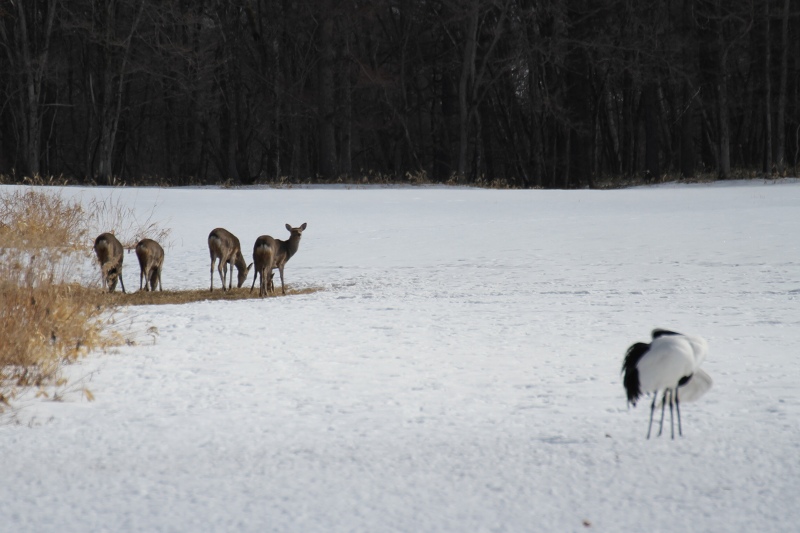 ファイル 26-9.jpg