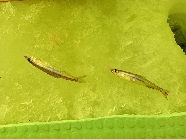 ファイル 27-1.jpg