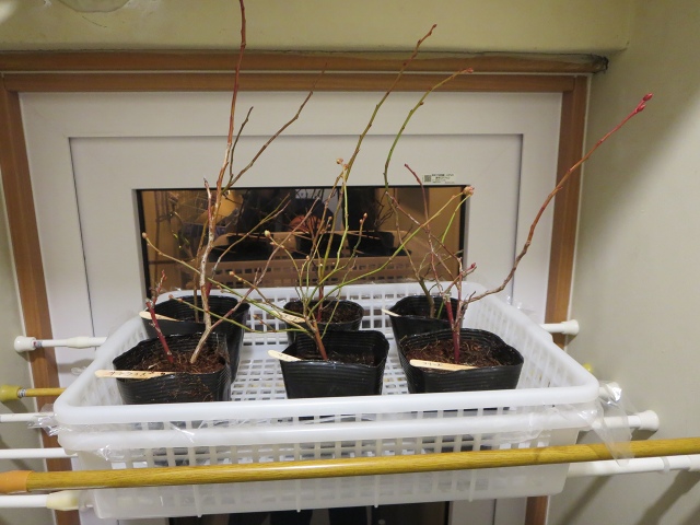 ファイル 30-3.jpg