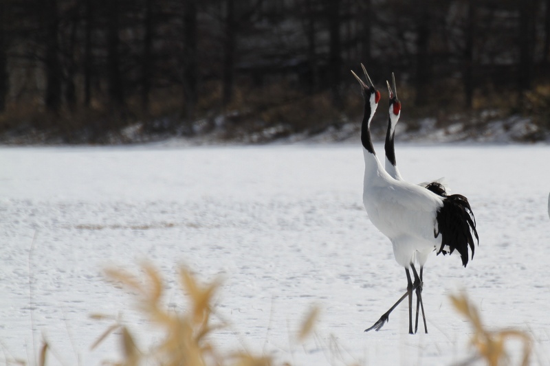 ファイル 34-1.jpg