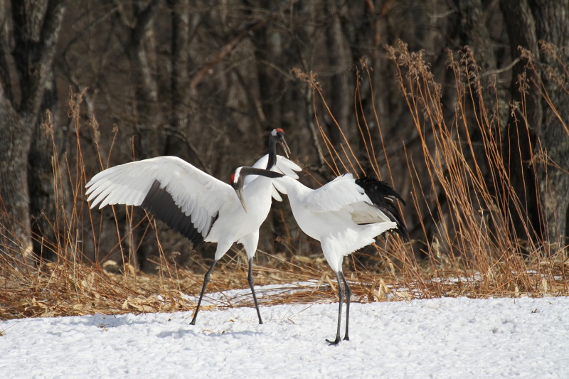 ファイル 34-2.jpg