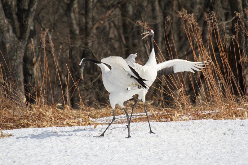 ファイル 34-3.jpg