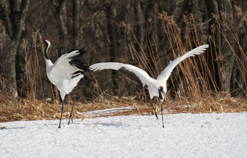 ファイル 34-4.jpg