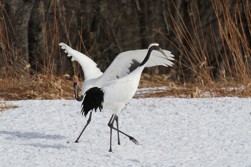 ファイル 34-8.jpg