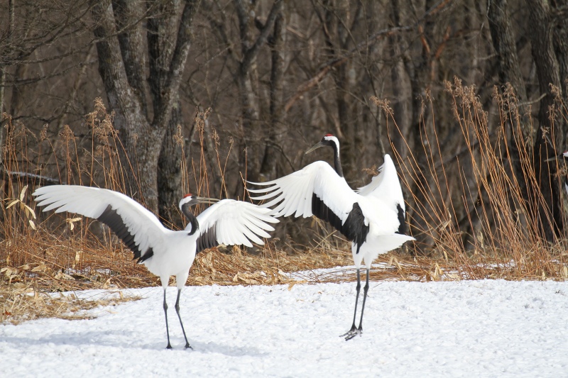 ファイル 34-9.jpg