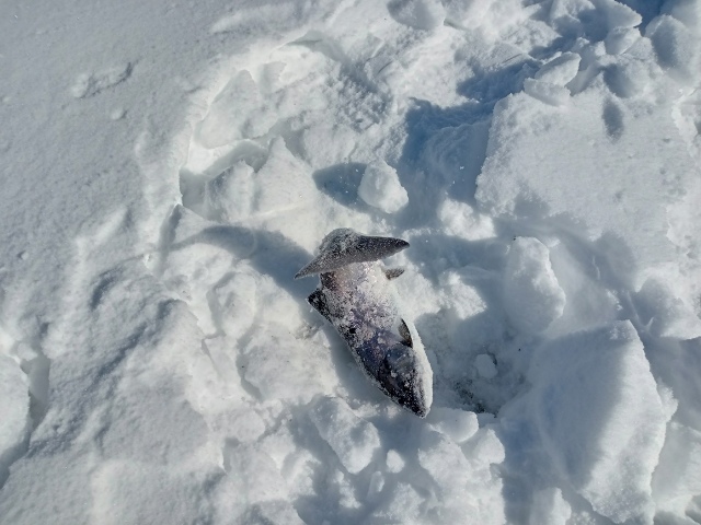 ファイル 38-8.jpg