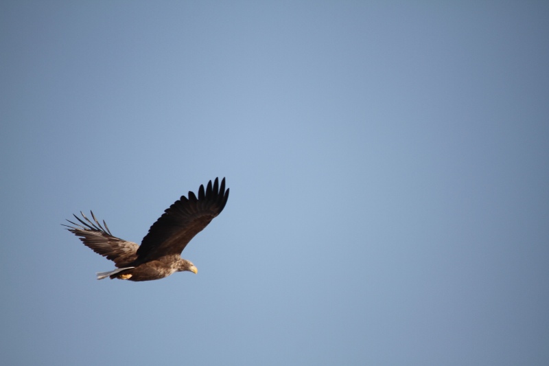 ファイル 4-1.jpg