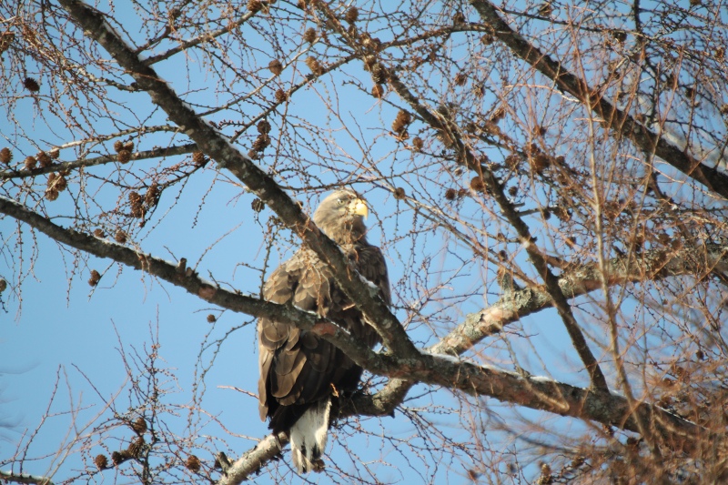 ファイル 4-3.jpg