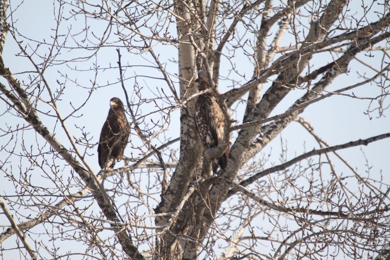 ファイル 4-5.jpg