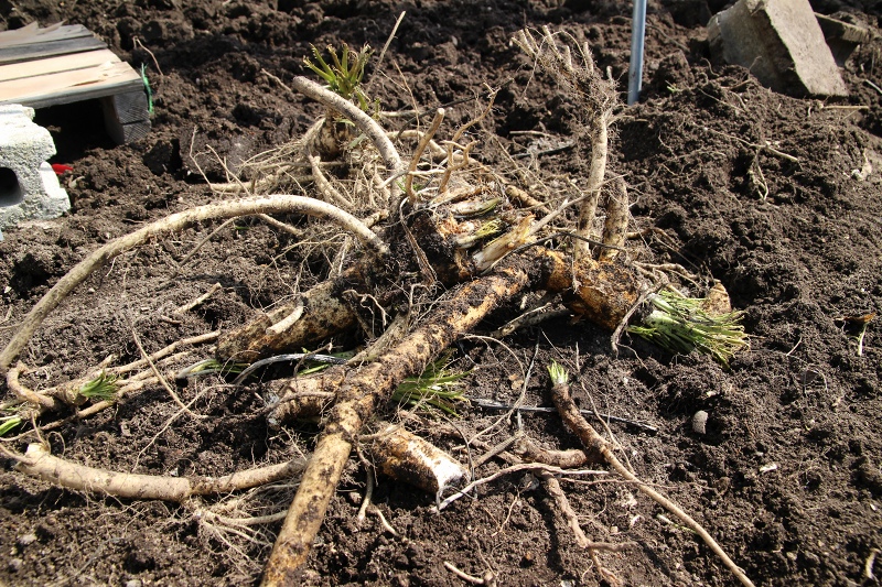 ファイル 42-7.jpg