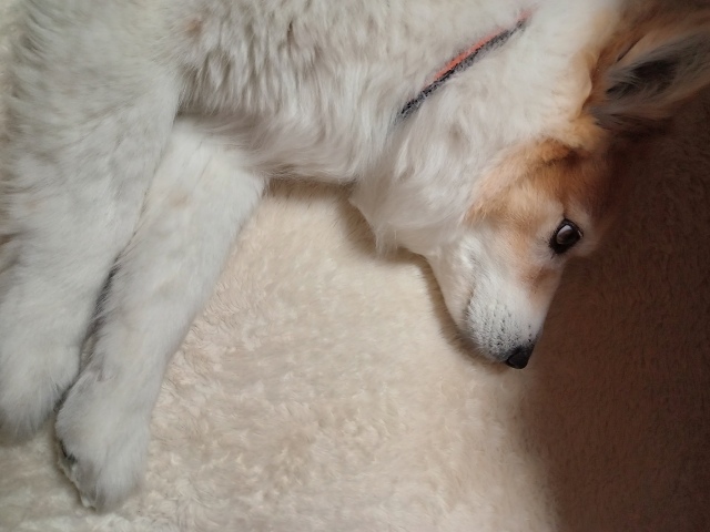 ファイル 43-3.jpg