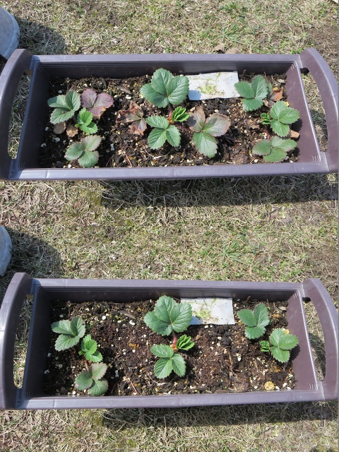 ファイル 46-1.jpg