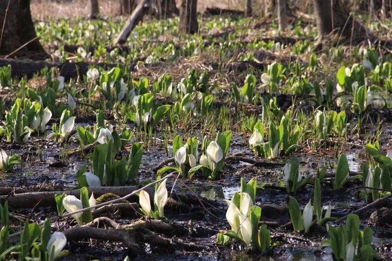 ファイル 49-1.jpg