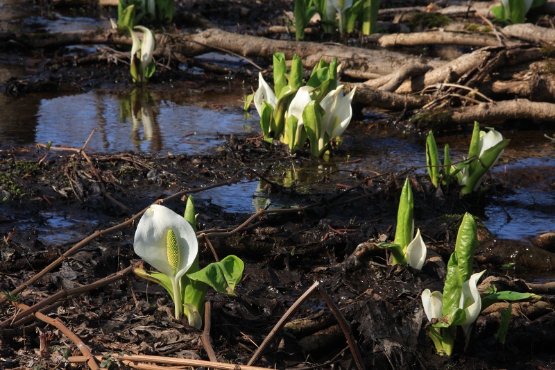 ファイル 49-2.jpg